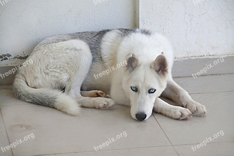 Dog White Fur Animal Husky