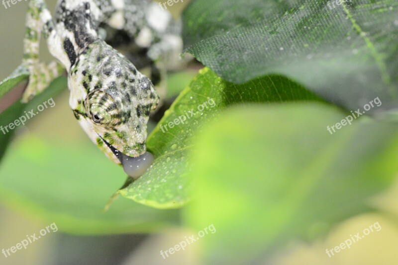 Chameleon Lizard Camouflage Cold Blooded Reptile