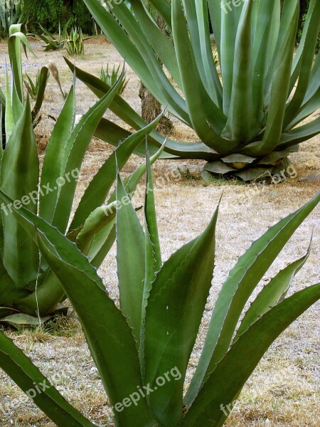 Maguey Century Plant Pita Fibre Mezcal