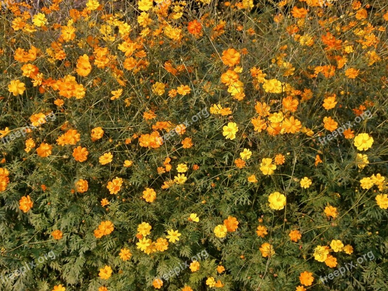 Cosmos Sulphureus Cosmos Orange Blossom Summer Flowers Autumn Flowers