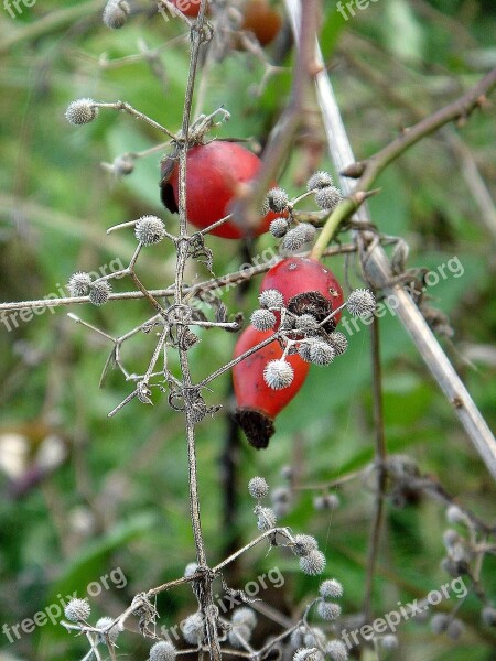 Autumn Bush Hip Red Vitamin