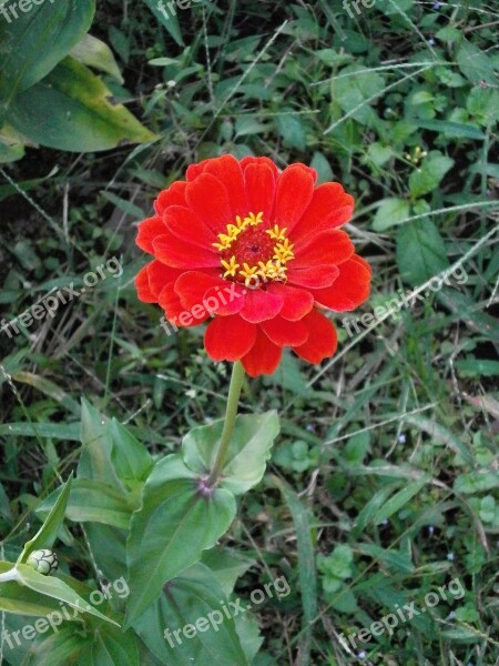 Zinnia Elegans Zinnia Red Flowers Free Photos