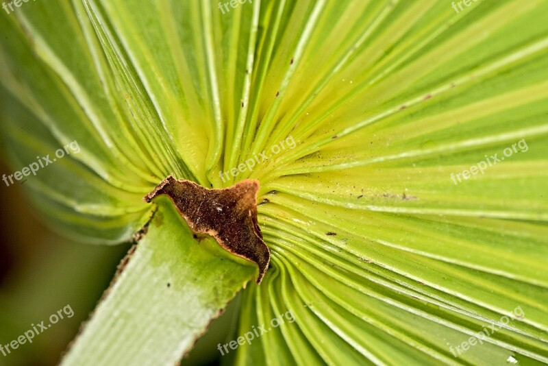 Palm Tree Tropical Nature Exotic