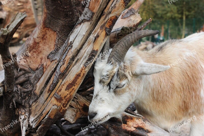 Goat Zoo Horns Horned Billy Goat