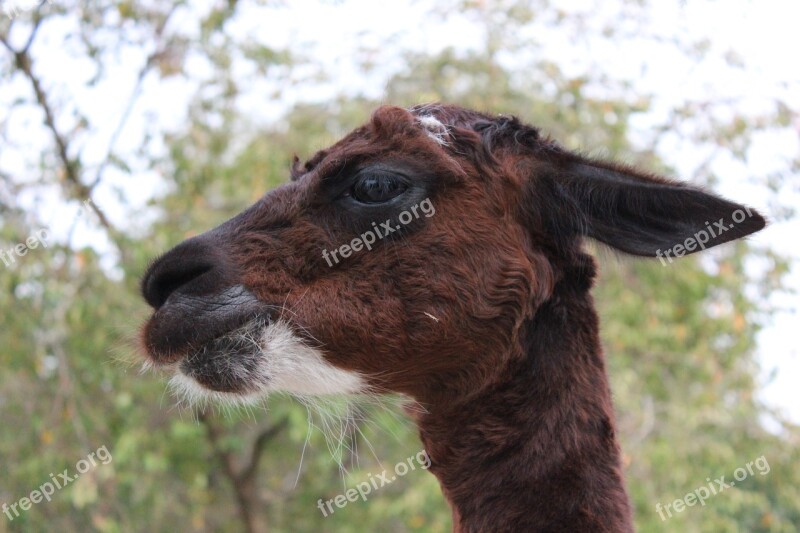 Lama Zoo Face Petting Zoo Mammal