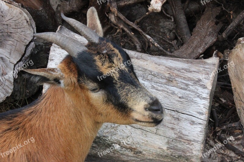 Goat Billy Goat Animal Horns Domestic Goat