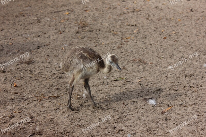 Rhea Bird Flightless Bird Zoo Bird Flightless