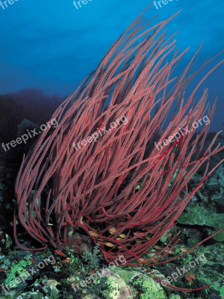 Coral Underwater Diving Scuba Red