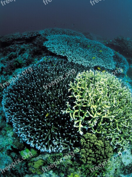 Coral Underwater Diving Scuba Marine