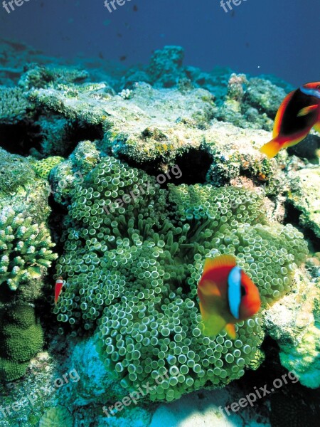 Coral Underwater Fish Diving Scuba