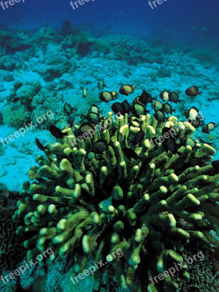 Coral Underwater Fish Diving Scuba