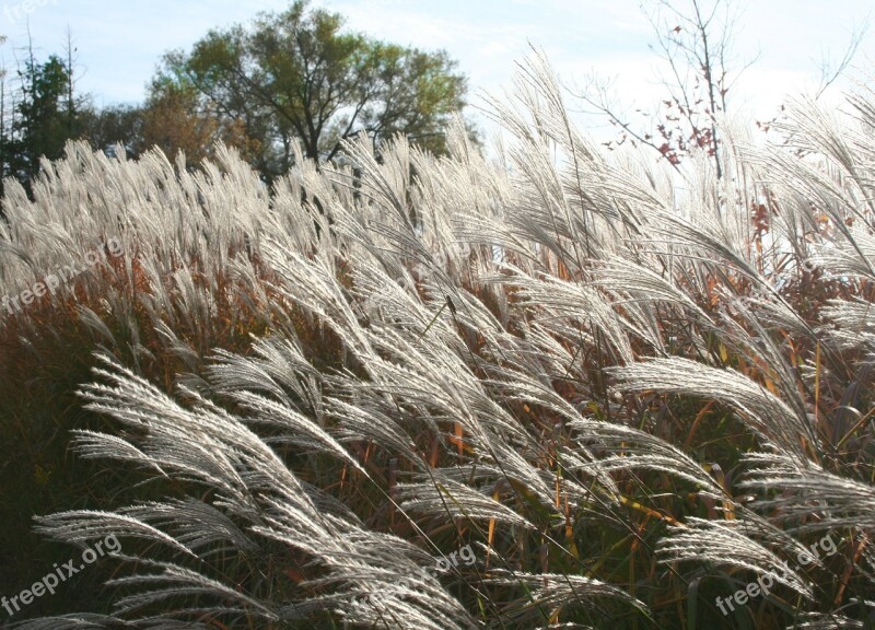 Pampas Grass Erianthus Grass Ornamental Grass Plume