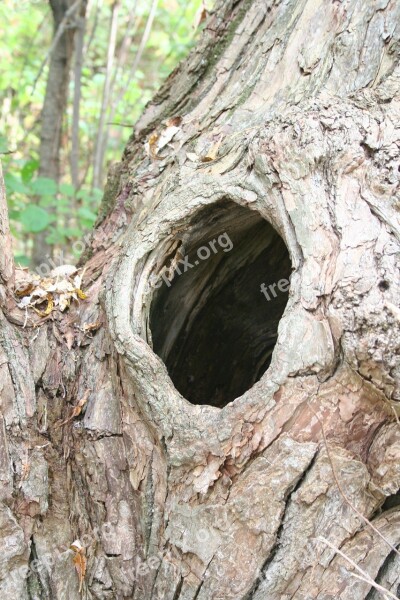 Knothole Hole Tree Nest Old