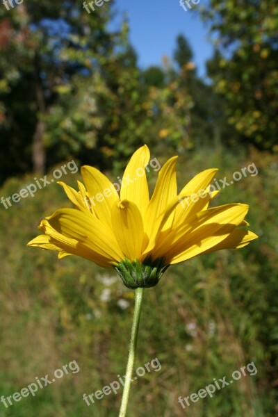 Woodland Sunflower Flower Floral Wildflower Yellow