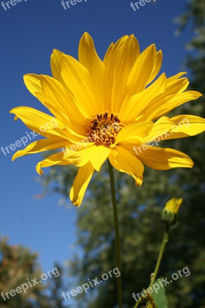 Woodland Sunflower Flower Floral Wildflower Yellow