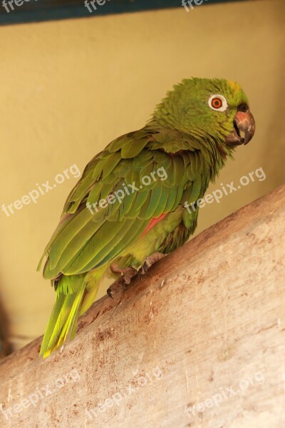 Parrot Bird Animal Wildlife Tropical