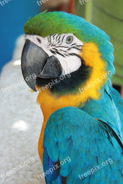 Macaw Parrot Bird Blue Animal