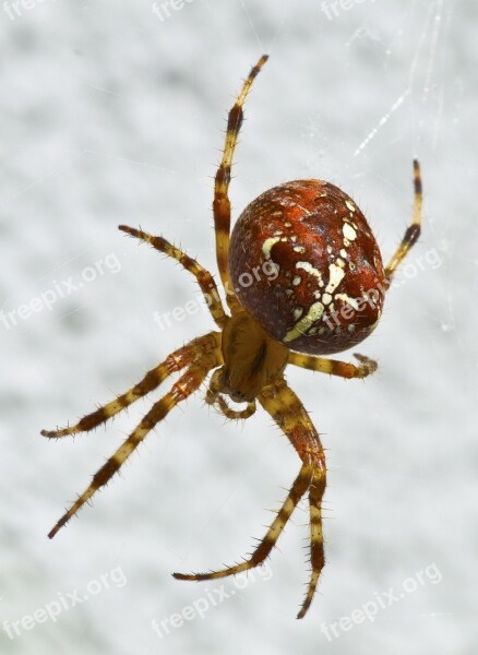 Garden Spider Araneus Spider Arachnid Close Up