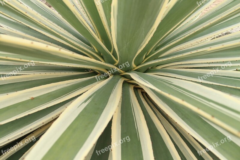 Agave Cactus Leaves Plant Green Nature