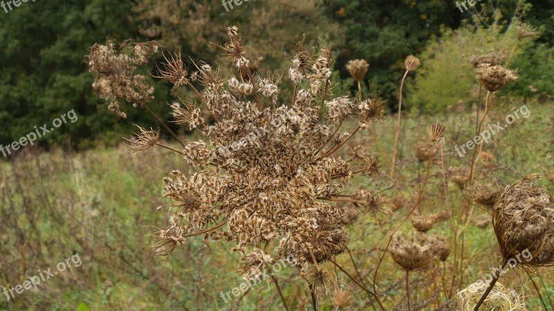 Wild Carrot Faded Meadow Pointed Flower Close Up