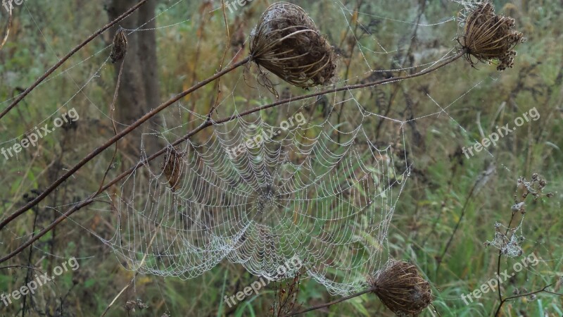 Cobweb Faded Morgentau Dew Close Up