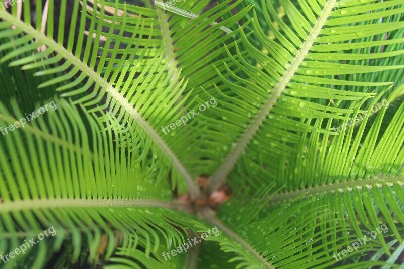 Leaves Fern Green Plant Fresh