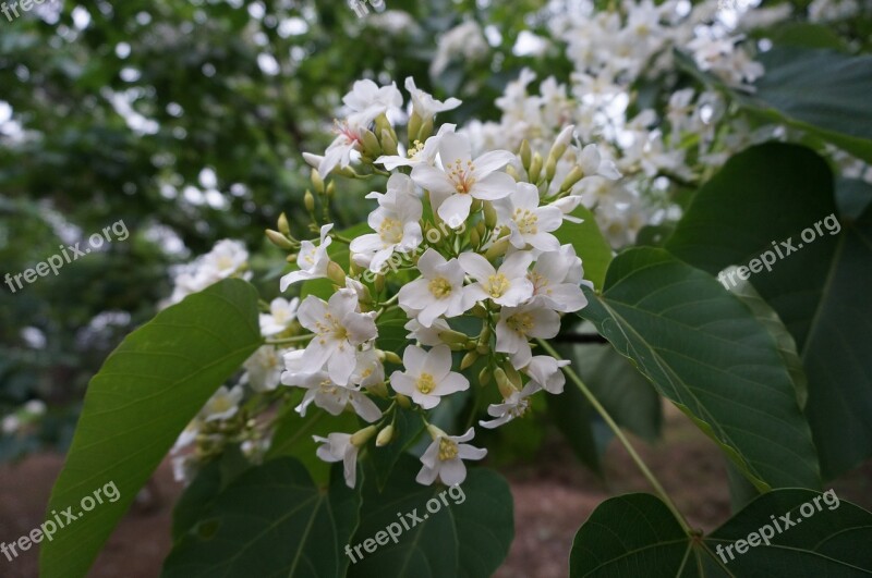 Tung Trees And Flowers Flowering White Flower Wu Yuexue Free Photos