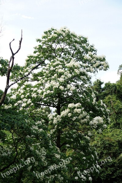 Tung Trees And Flowers Flowering White Flower Wu Yuexue Free Photos