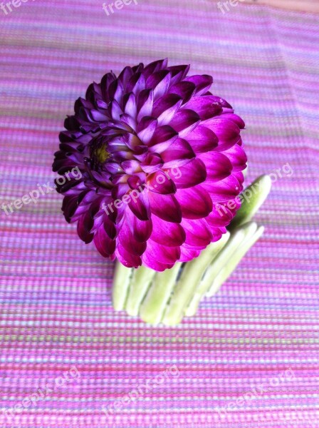 Ball Dahlias Dahlia Flower Nature Purple