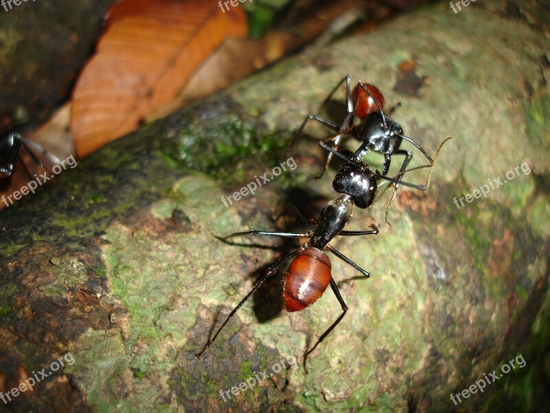 Ants Insects Borneo Brown Nature