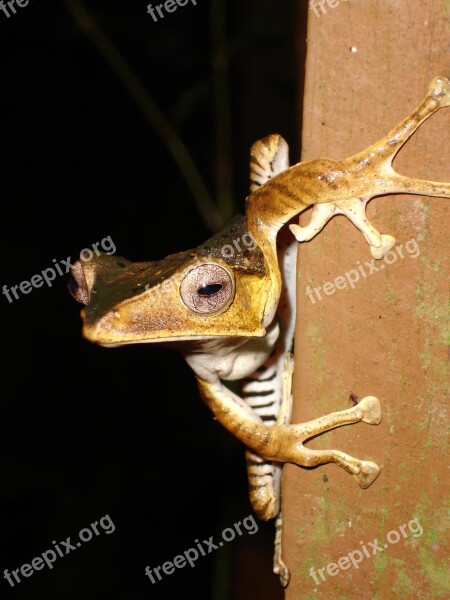 Frog Jungle Wildlife Malaysia Borneo