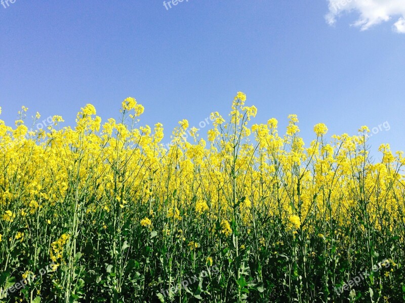 Oilseed Rape Field Yellow Landscape Field Of Rapeseeds