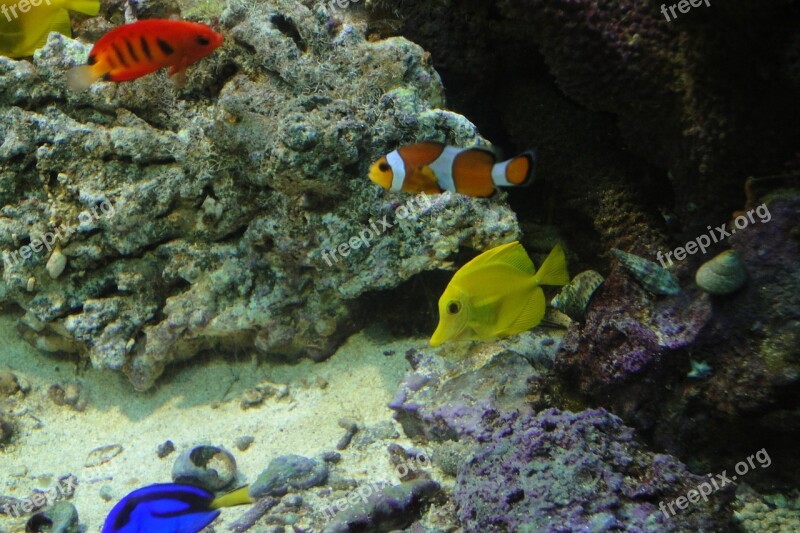 Yellow Surgeon Zebrasoma Flavescens Yellow Clown Fish Amphiprion Ocellaris Clownfish