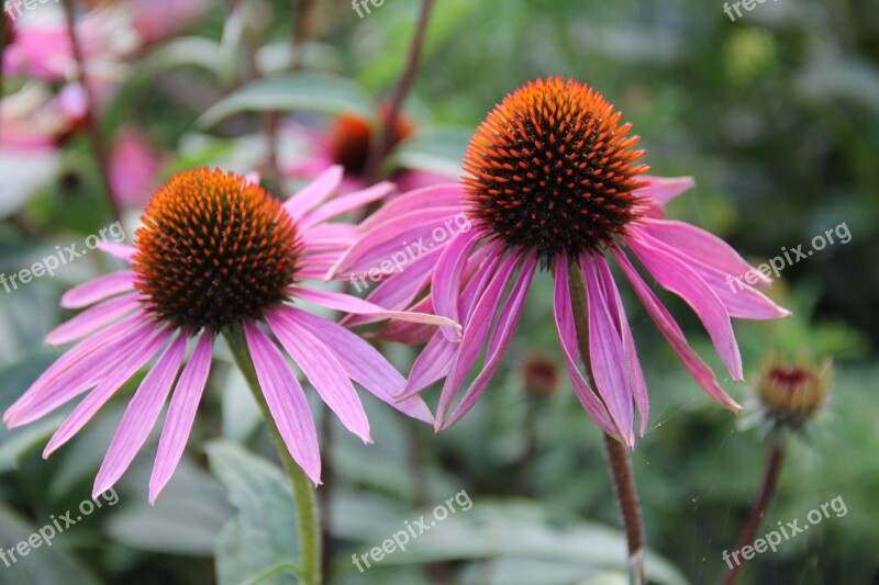 Echinacea Medicinal Plant Coneflower Purple Free Photos