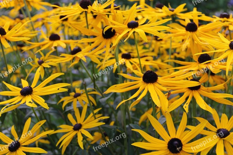 Arnica Flower Medicinal Plant Arnica Montana Free Photos