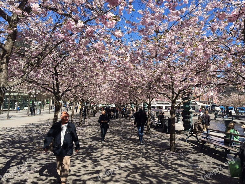 Stockholm Spring Bloom Cherry Blossoms Free Photos