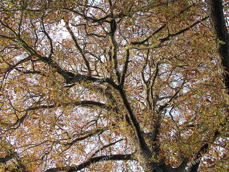 Tree Chestnut Tree Chestnut Leaves Fall Color Canopy