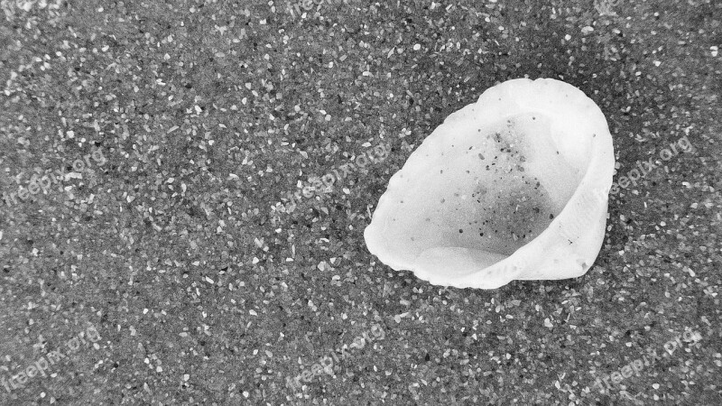 Seashell Sand Black And White Beach Shell