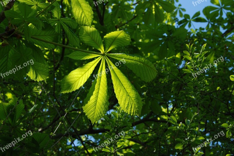 Green Blue Leaves Summer Tree