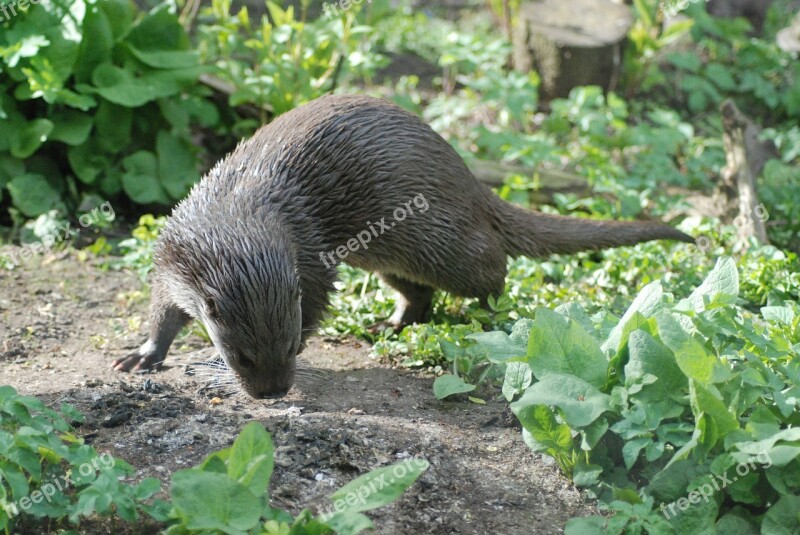 Otter Wet Animal Mammal Fur