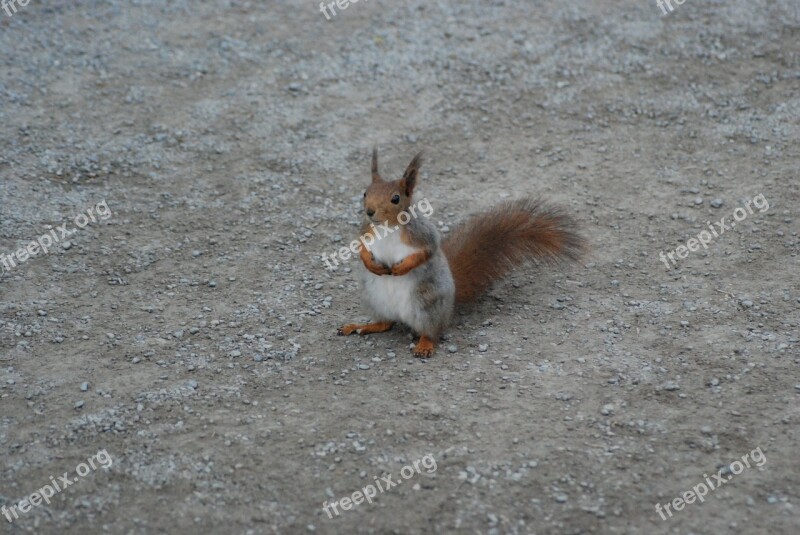 Squirrel Sitting Rodent Animal Cute