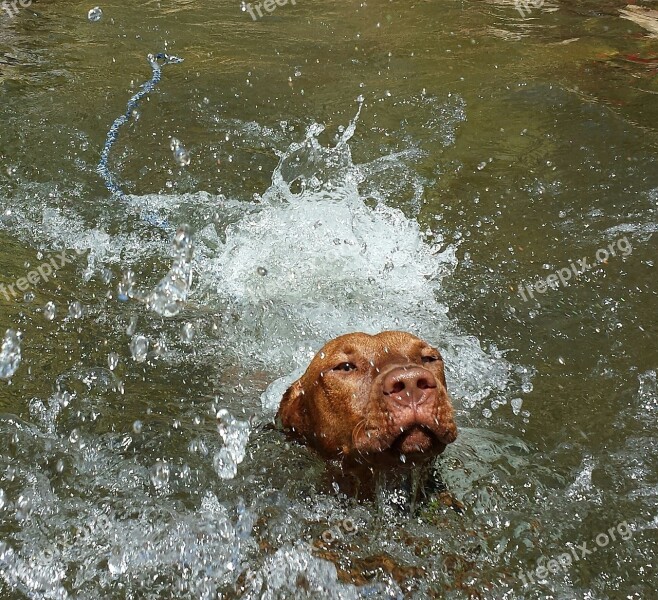 Dog Swimming Animal Free Photos