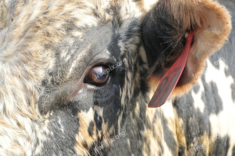 Bull Rodeo Bull's Eye Bovine Cow