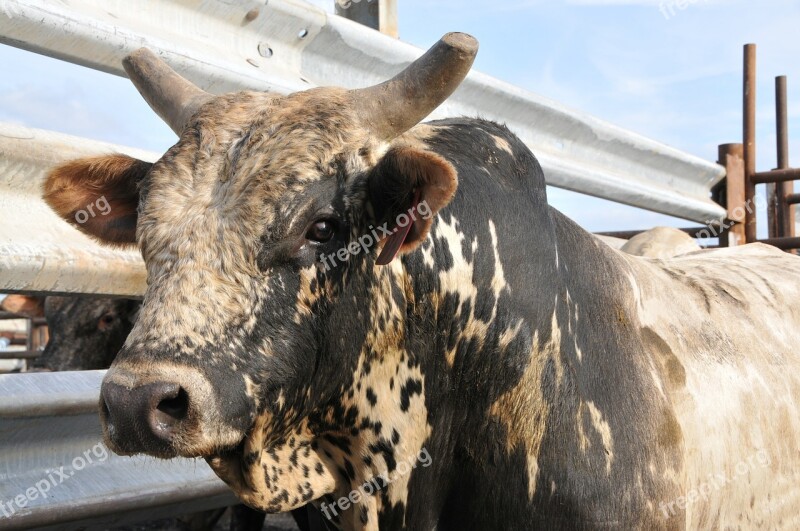 Bull Rodeo Bovine Cow Animal