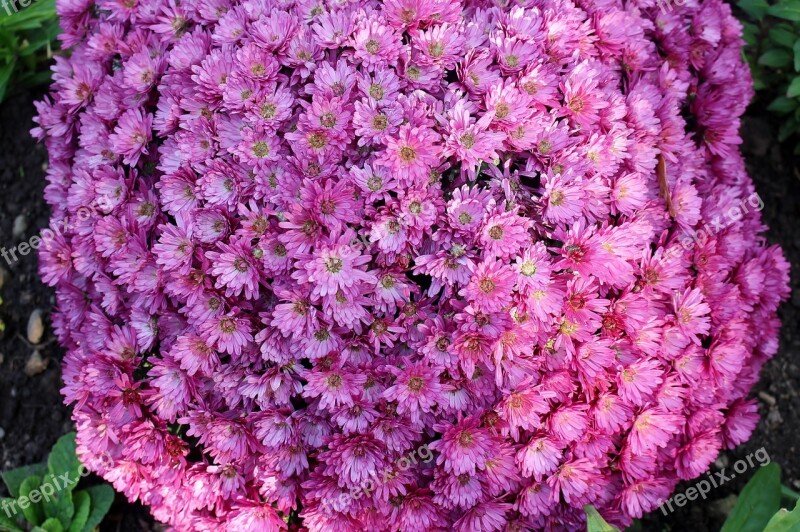 Flowers Asters Inflorescences Basket Shaped Purple