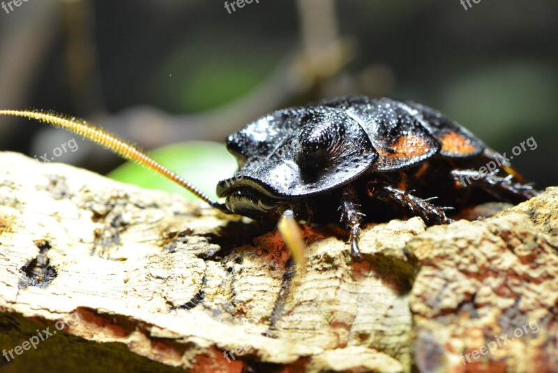 Cockroach Insect Bug Brown Creepy