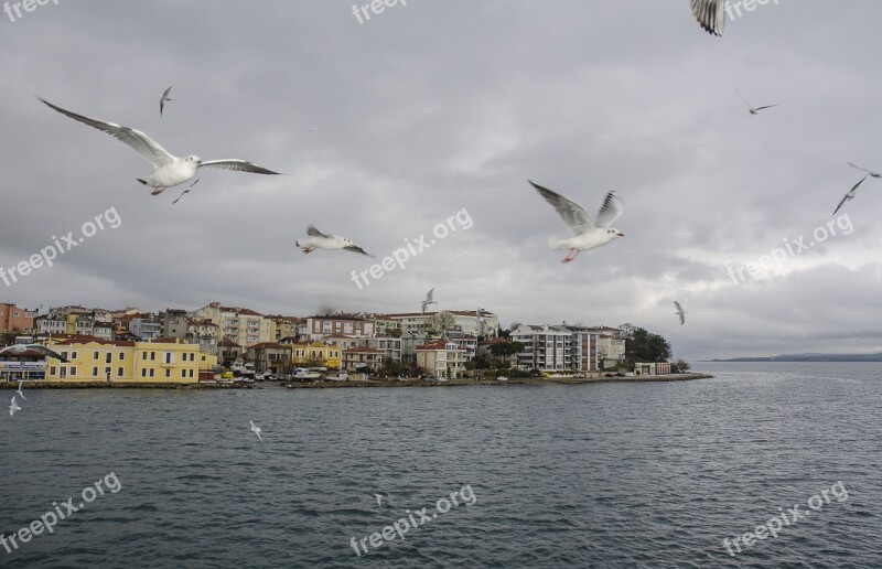 Mala Mala Strait Seagull The Scenery Free Photos