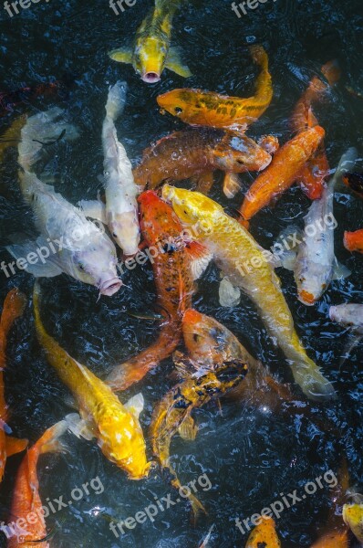 Animal Fish Hangzhou Qu Yuan Feng Free Photos