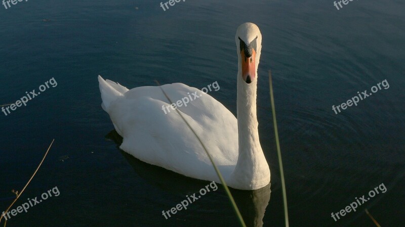 Swan Pond White Animals Water