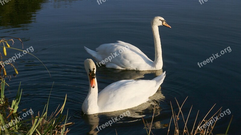 Swans Pond White Swan Animals